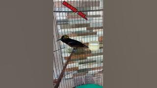 Konin gacor nembak OKE, ngebren OKE. #koningacor #kolibrininja #shorts #vino