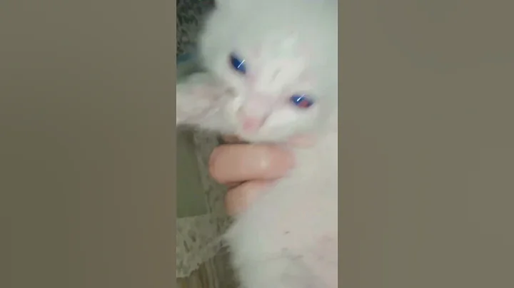 Watch the video about Blue eyes white Persian baby 💙 #ytshorts #shortsviral #fyp #cat
