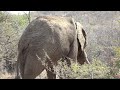 EEG - Elephant Reintegration Trust - Rewilding 2015 Video 5 South Africa Elephants Gaining Autonomy
