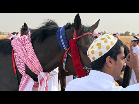 عرضه ال عمار في سباق الفروسية 1447ه