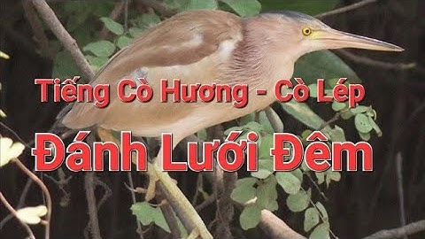 Tiếng cò hương cò lép