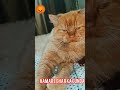 mafia😎 #viral #viralvideo #cat #vitalshorts #india #tranding #explore #love #billu