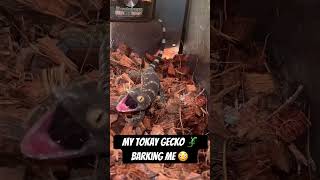 My tokay gecko barks at me when he’s annoyed 😑