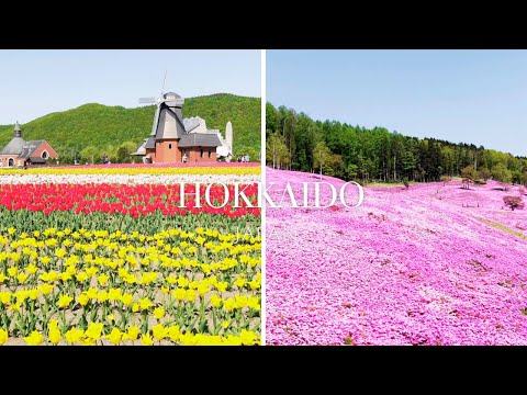【北海道】札幌発バスツアーで芝ざくら滝上公園・かみゆうべつチューリップ公園巡り/Hokkaido day tour from sapporo