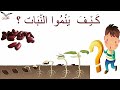 تجربة نمو نبتة ـ فيديو تعليمي للاطفال 