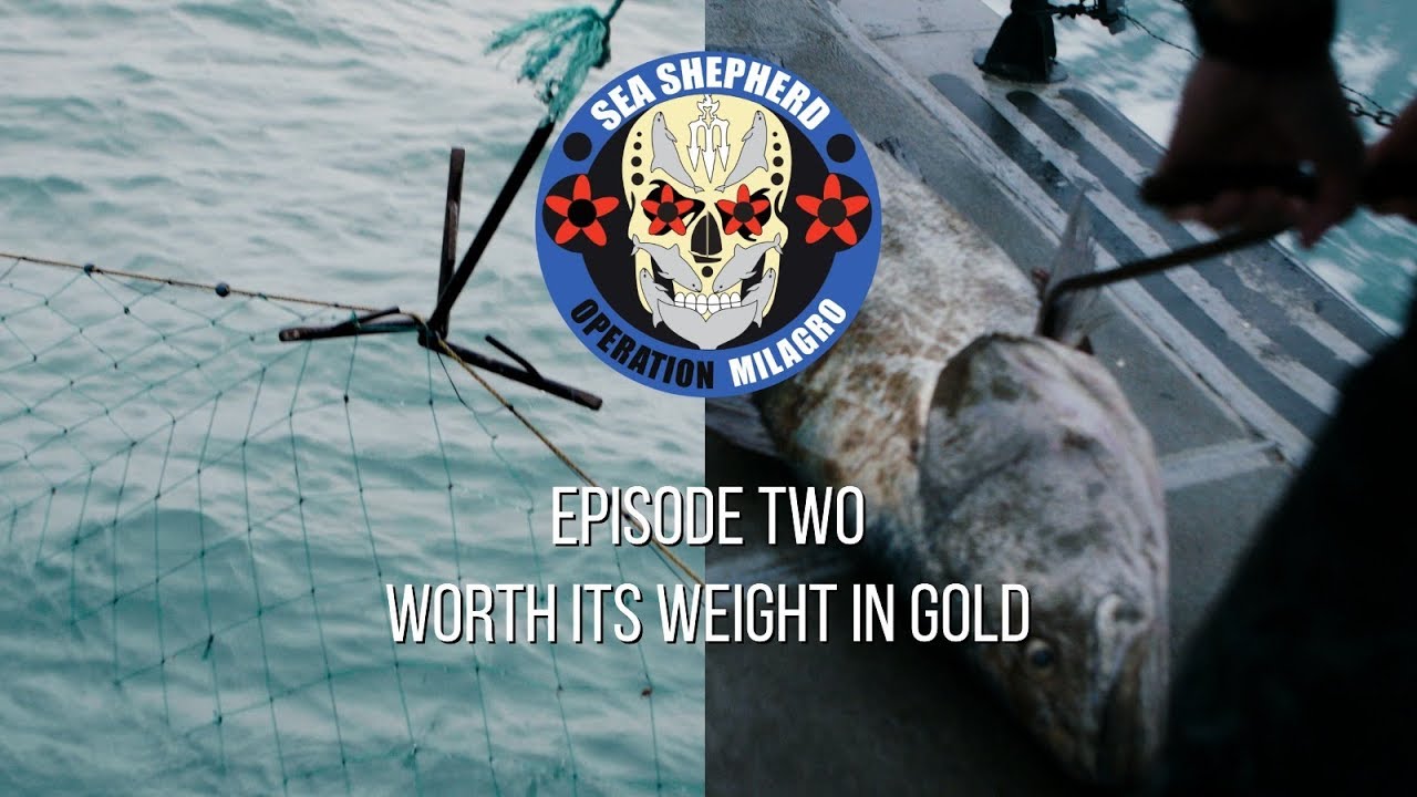 Op Milagro V Episode 2 - WORTH ITS WEIGHT IN GOLD