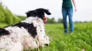 Training Your Brittany Dog for Hunting Essential Tips for Success