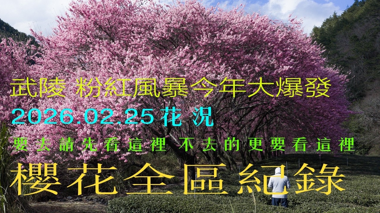 2026武陵農場「紅粉佳人」櫻花季大爆發 ! ｜全區空拍現況全紀錄！｜28分鐘粉紅隧道影片｜並標註拍攝位置全區完整收錄 (2026.02.25)｜