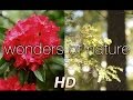 "Wonders of Nature" 1HR Relaxation Video with Music 1080p HD ft Darshan Ambient