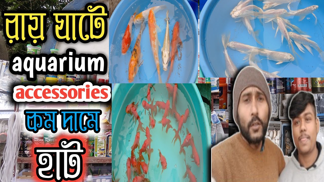  কম দামে সব ধরনের রঙিন সঙ্গে accessories জিনিস serampore pet market  hooghly pet market 