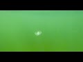 Kayaking with Jellyfish █ Underwater Sounds █