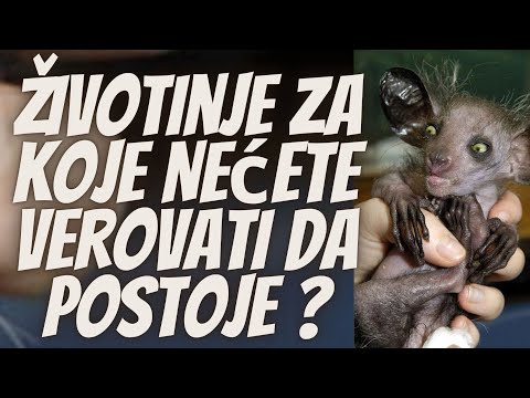 Video: Odakle su životinje?