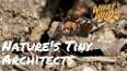 The Intriguing World of Ants: From Colony Dynamics to Ecological Impact ile ilgili video