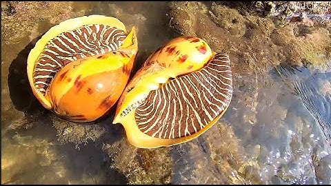 Ra Bờ Biển Săn Hải Sản Mắc Cạn Khi Thủy Triều Xuống Và Cái Kết Bất Ngờ