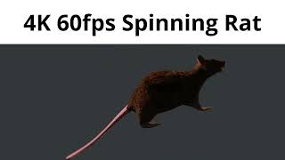 particularly spinning rat from discord