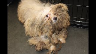 Rescuing a Neglected Dog A Story of Hope and Tran by Leni Grooming 319,291 views 1 month ago 17 minutes