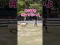 【癒やしの休日】初めての餌やりで羊に好かれすぎた末っ子w 家族の笑い声が絶えない平和な牧場