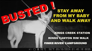 NORTHERN TERRITORY EPISODE THREE  DINGOES INVADE MY CAMP. AYRES ROCK TO FINKE RIVER CAMPGROUND