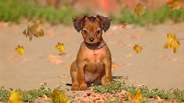 Adobe Photoshop Elements 2022: Perfect Pet Guided Edit & Moving Overlays