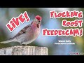 🪶 Live Bird Feeder Cam! Join us Daily at 08:00 ! - 2026-04-20 🪶
