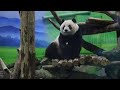 20210108 圓仔棲架優雅坐 灰罐葡萄顆顆落 Giant Panda Yuan Zai