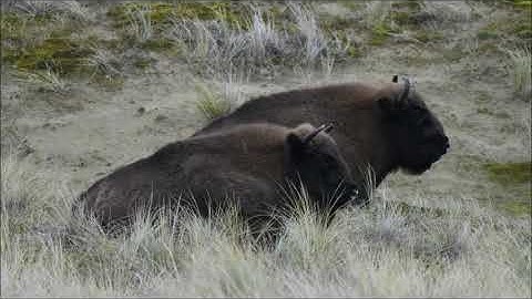 wisenten kraansvlak 8 12 2025