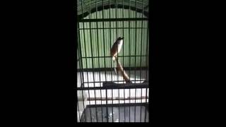 Kicau Burung Pentet Full Gacor - Juara Latpres