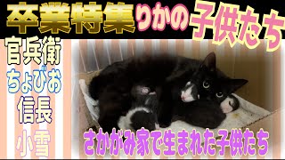 【卒業特集】さかがみ家で生まれた子猫たち〜りか4兄弟全員譲渡決定〜