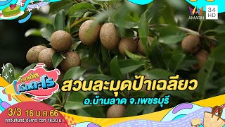 สวนละมุดป้าเฉลียว อ.บ้านลาด จ.เพชรบุรี | เรื่องเด็ดเอ็ดตะโร | 16 ม.ค.66 (3/3)