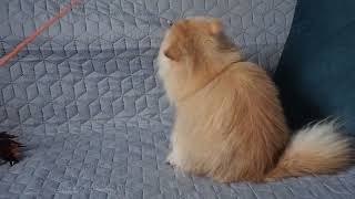BLH. female British Longhair by Diana's Dream cattery 82 views 1 year ago 23 seconds