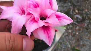 Mays Garden Seed Collection 5