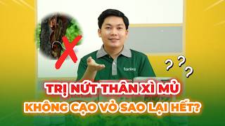 Bài 3: Trị Nứt thân xì mủ không cạo vỏ sao lại hết?