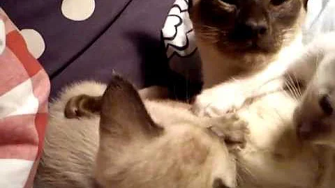 Watch the video about Siamese kitten biting his tired mother