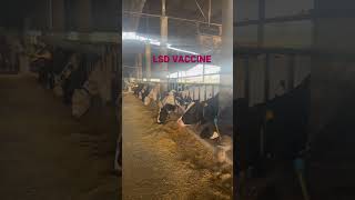LSD got pox vaccine #diaryfarming #milkingcow #chahaldairyfarm #cowvideos #hfcow #knowledge