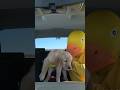 Blue rubber Ducky surprises Puppy &amp; Ducky With Car Ride Chase! #shorts #goldenretriever