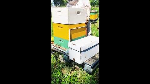Fixing A Queenless Hive (with laying workers)