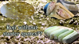 Can you grow Koji without a spore starter (with Sandor Katz)