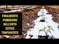 Finalmente abbiamo Trapiantato il Pomodoro Estivo a pieno campo #4