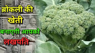 अक्टूबर में इस तरह कीजिए ब्रोकली की खेती सबसे कम लागत में बंपर मुनाफा