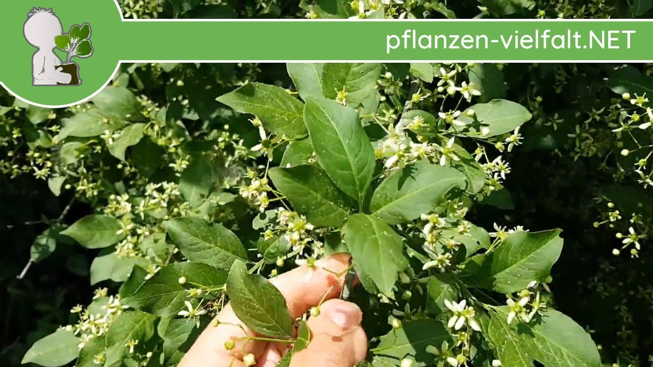 Gew. Spindelstrauch - Blatt/Blätter - 09.05.18 (Euonymus europaeus) - Bäume (Blätter) bestimmen