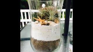 DIY Air Plant Terrarium