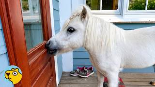 Mini Horse Won't Leave The House Until He Gets His Apples
