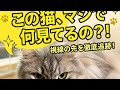 保護猫マツリとモチ