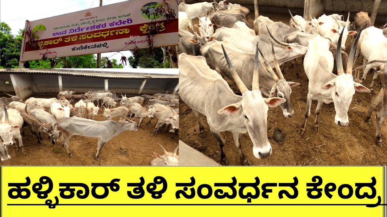 ಹಳ್ಳಿಕಾರ್ ತಳಿಯ ಉಳಿವಿಗಾಗಿ..ಹಳ್ಳಿಕಾರ್ ತಳಿ ಸಂವರ್ಧನ ಕೇಂದ್ರ ಕುಣಿಕೇನಹಳ್ಳಿ ತುರುವೇಕೆರೆ ತಾಲ್ಲೂಕುತುಮಕೂರುಜಿಲ್ಲೆ
