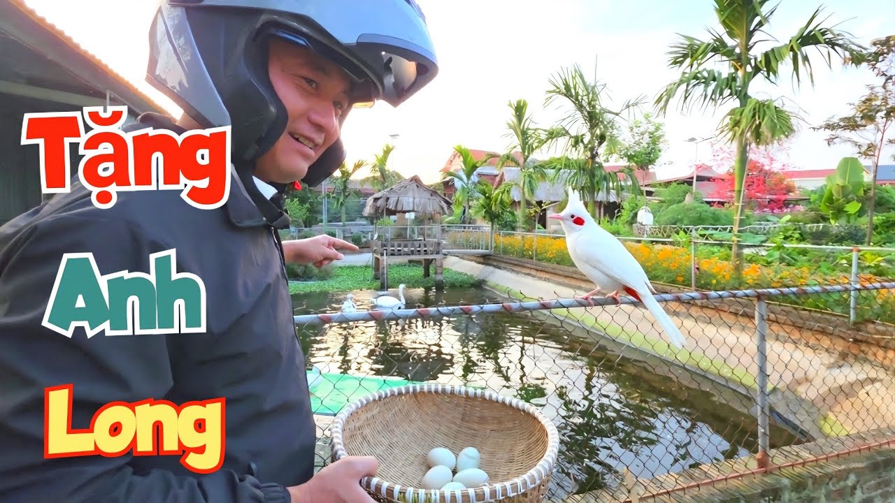 Tặng Anh Long Trứng Vịt Mini Và Tin Vui Về Những Chú Thỏ Nhặt Bãi Rác / Quế Nghịch