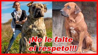 Raza de Perro FILA BRASILEÑO 🔥 Características, Cuidados y MÁS