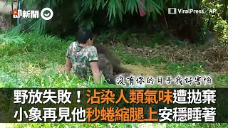 泰國小象野放失敗!沾染人類氣味難以回歸象群 | 動物生態 泰國小象野放失敗!沾染人類氣味難以回歸象群 | 動物生態
