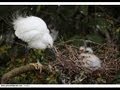 Mother egret feeding her babies 母鷺鷥反芻小鷺