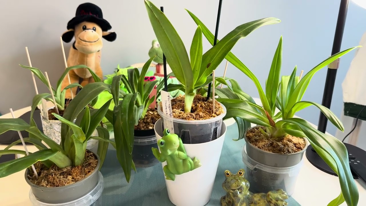 Phragmipedium kovachii.Как я ухаживаю за моими любимыми фрагами🥰🤩#orchid #flowers