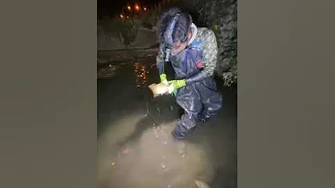 Fishing with Huge Squid as Bait to Catch Something Bigger